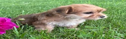 Morkie dogs for sale: Brookie  - Ad 8
