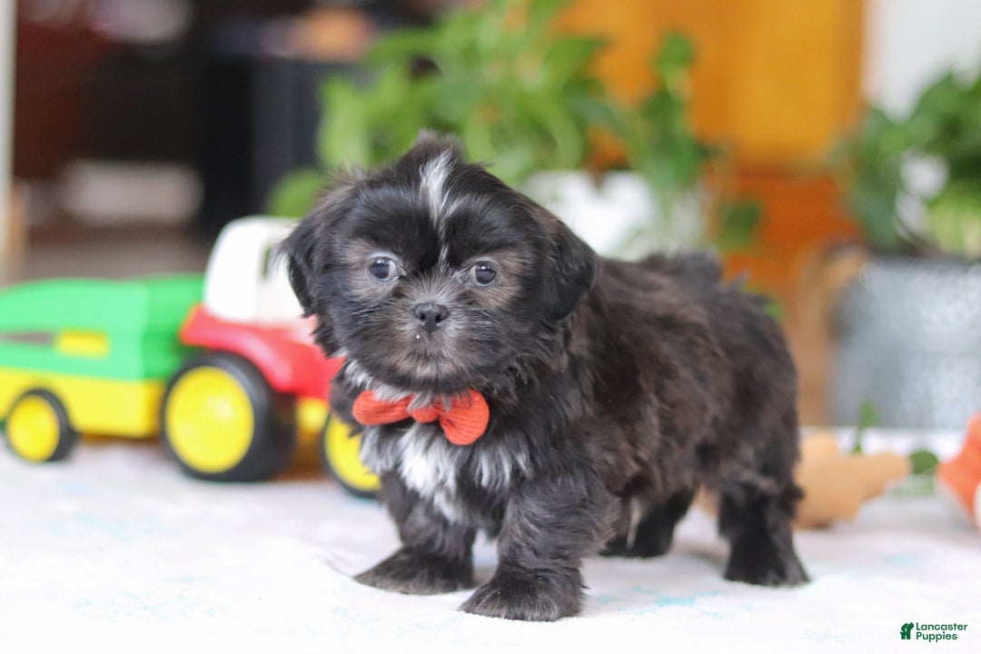 Shih Tzu dogs for sale: Zane - Ad 4