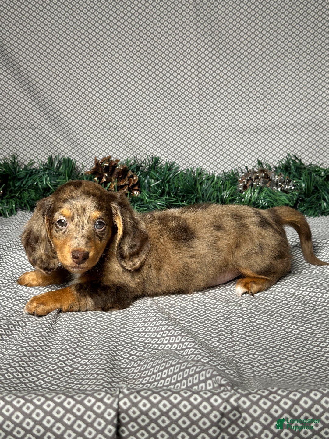 Miniature Dachshund dogs for sale: Lily - Ad 4