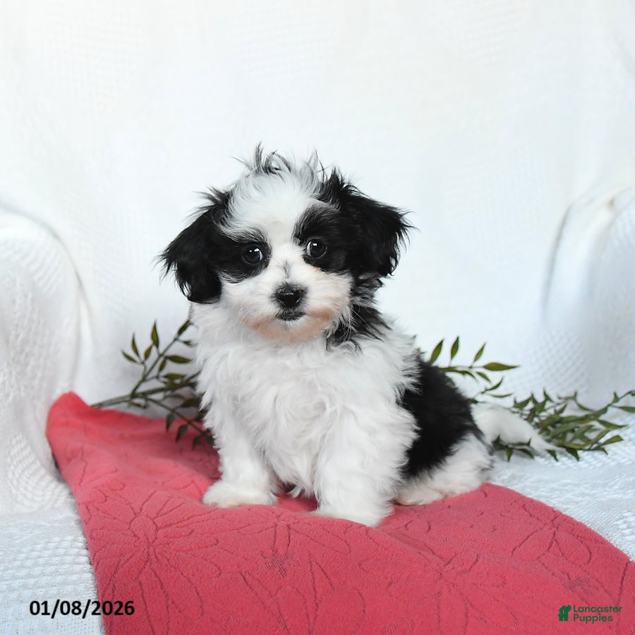 Teddy Bear dogs Maxwell - Ad 15