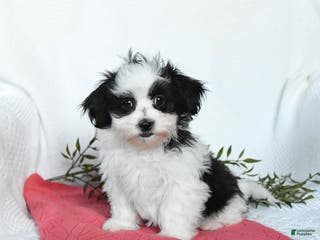 Teddy Bear dogs Maxwell - Ad 15