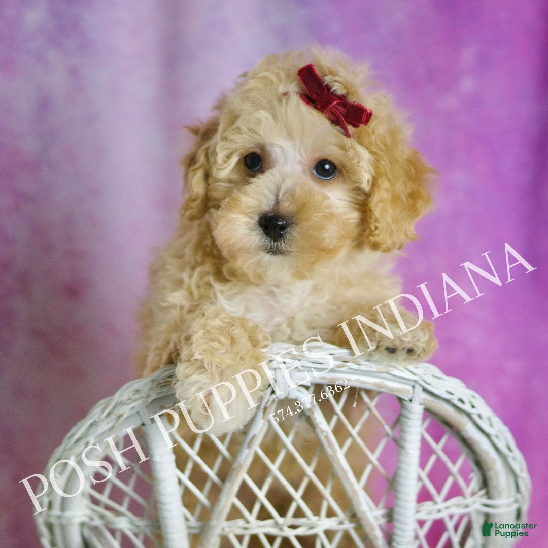 Maltipoo dogs for sale: Minnie  - Ad 8