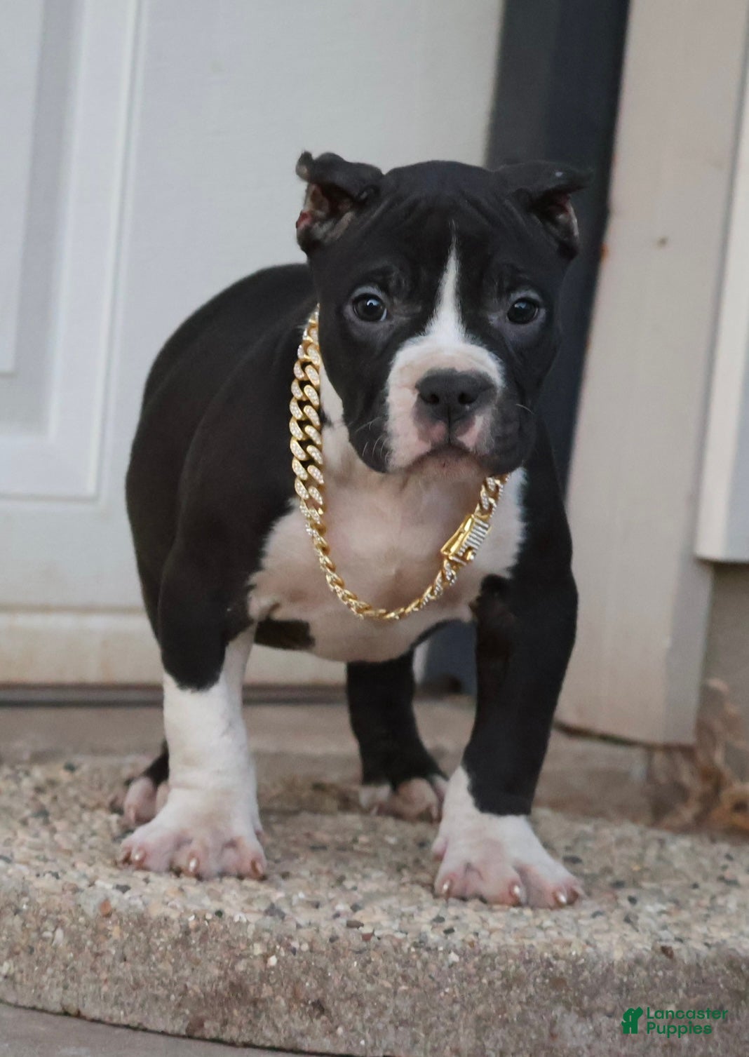 American Bully dogs Valentino - Ad 1