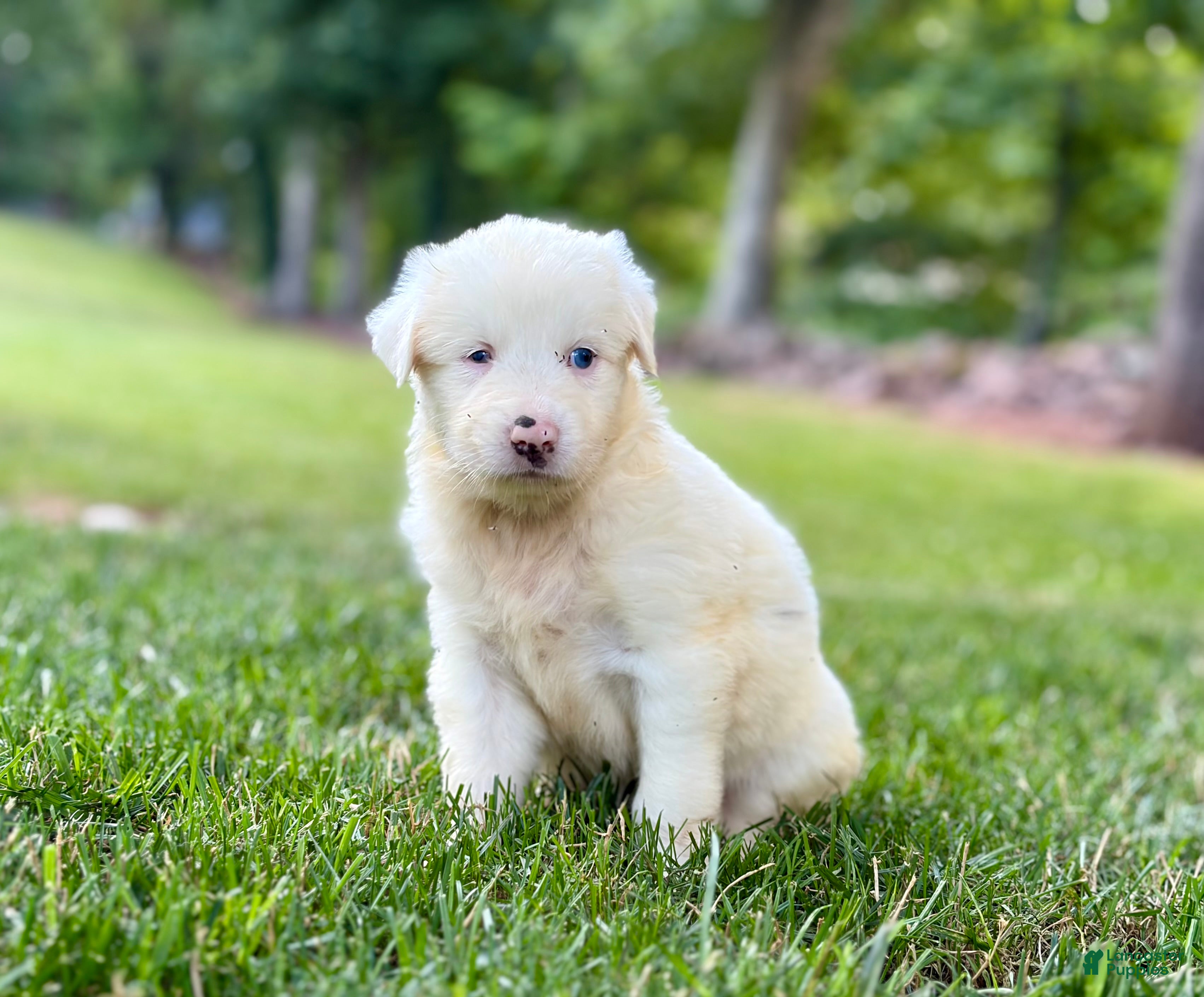 Australian Shepherd dogs Maggie - Ad 2