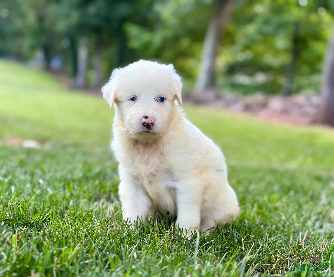 Australian Shepherd dogs for sale: Maggie - Ad 2