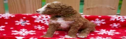 Goldendoodle dogs for sale: Gamora - Ad 4