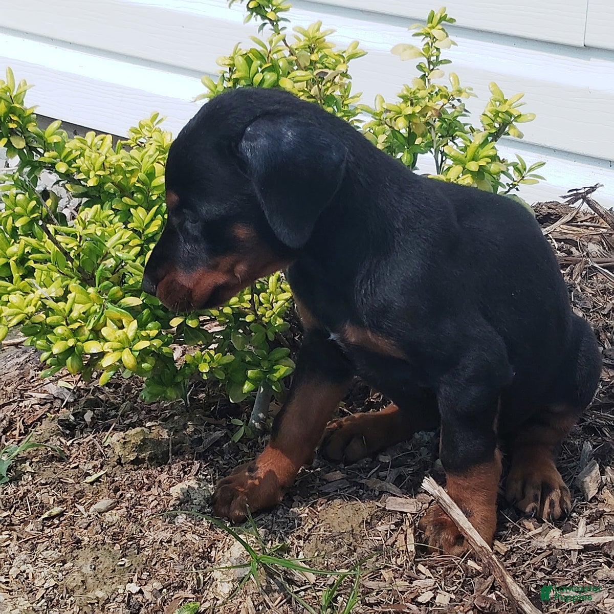 Adults Doberman Pinscher Puppies for sale Lancaster Puppies