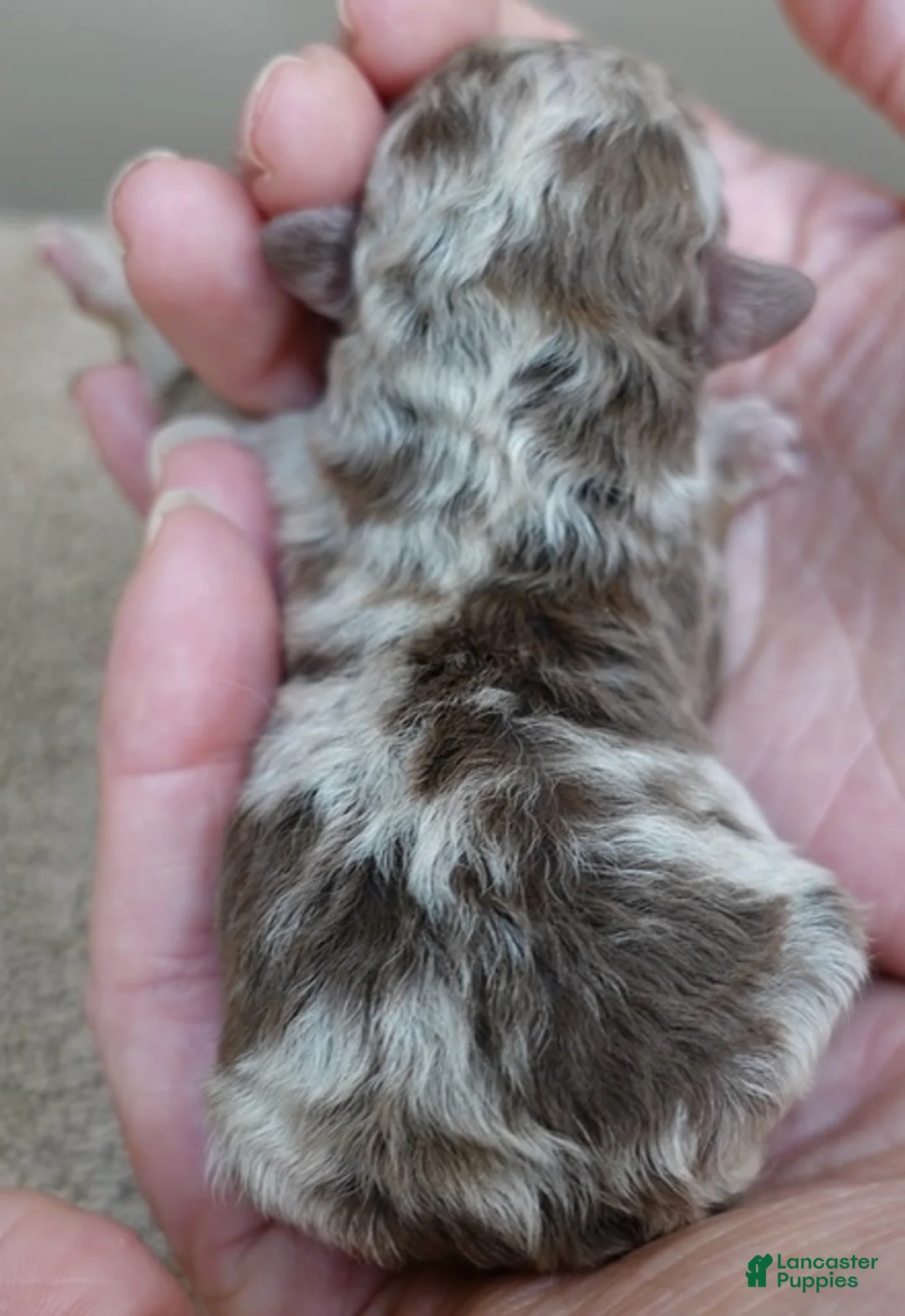 Toy Poodle dogs for sale: Chocolate merle rarest color in the world neutered - Ad 2