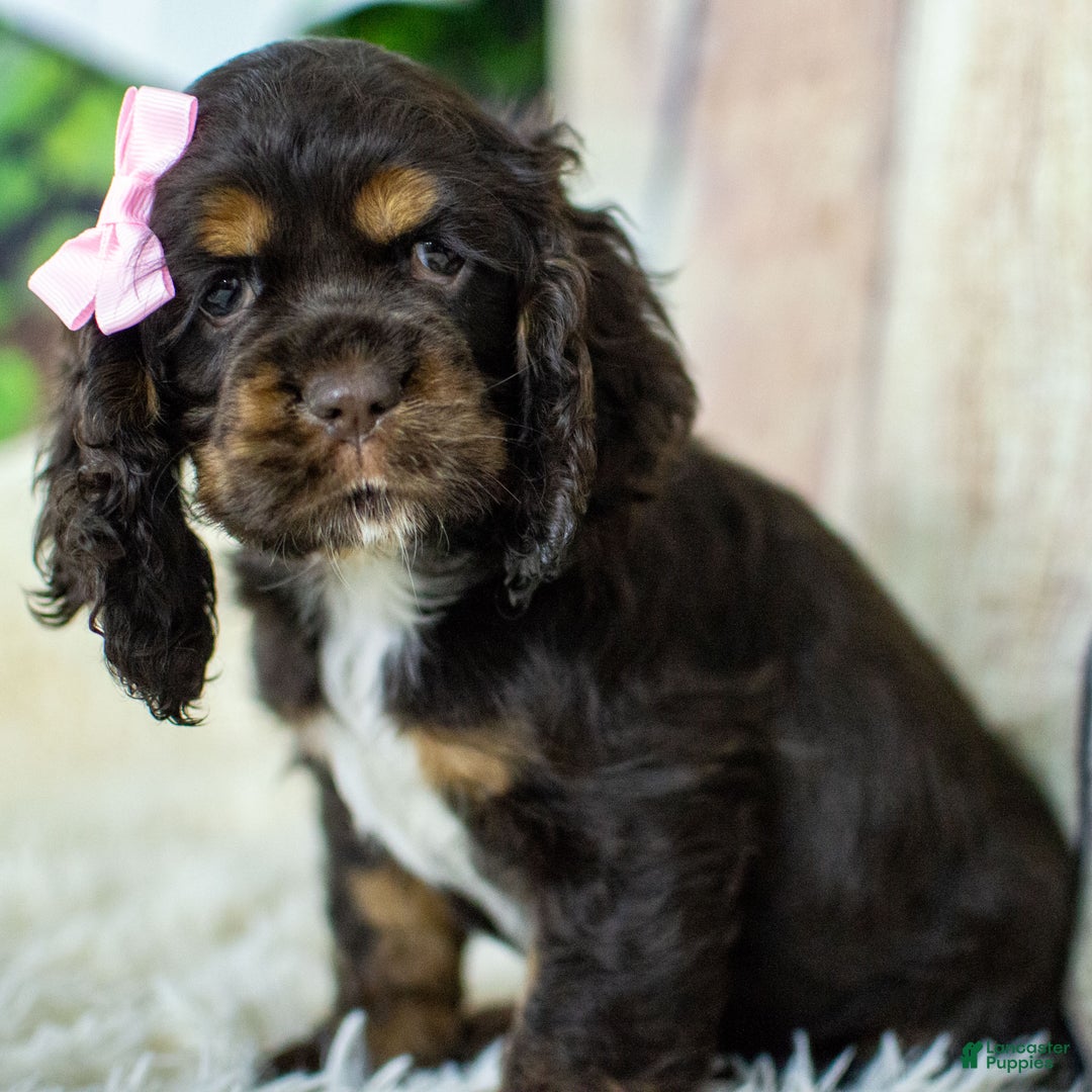Cocker Spaniel dogs for sale: Paige - Ad 1