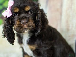 Cocker Spaniel dogs Paige - Ad 42