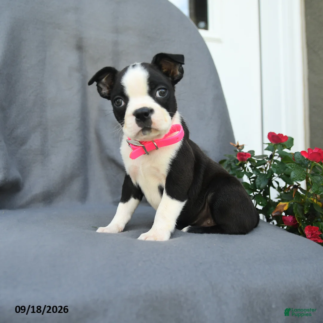 Boston Terrier dogs for sale: Chip - Ad 1