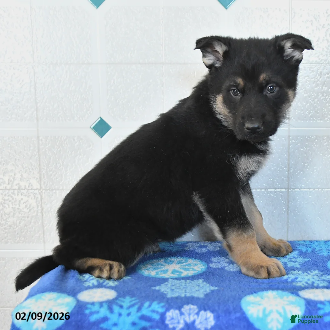 German Shepherd dogs for sale: Utah - Ad 4