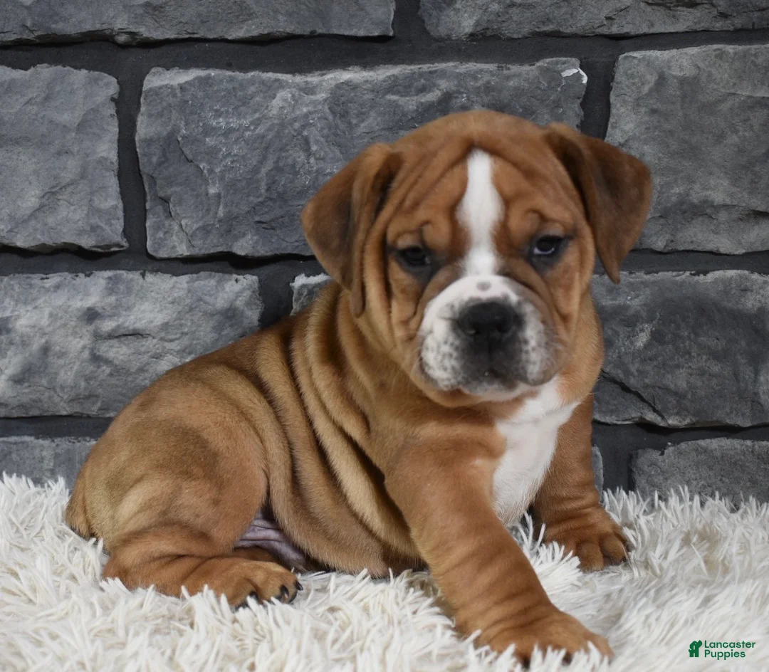 Beabull dogs for sale: Turbo  - Ad 2