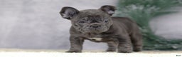 French Bulldog dogs for sale: Cami - Ad 9