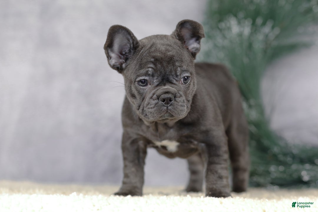 French Bulldog dogs for sale: Cami - Ad 9
