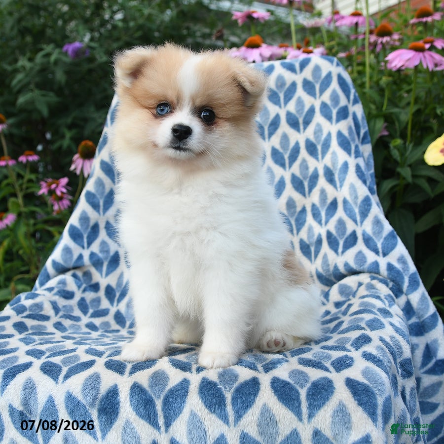 Pomeranian dogs Molly - Ad 1