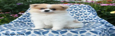 Molly