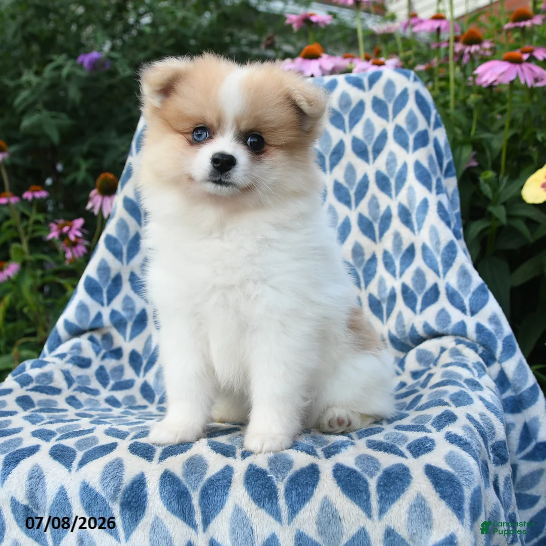Pomeranian dogs for sale: Molly - Ad 1