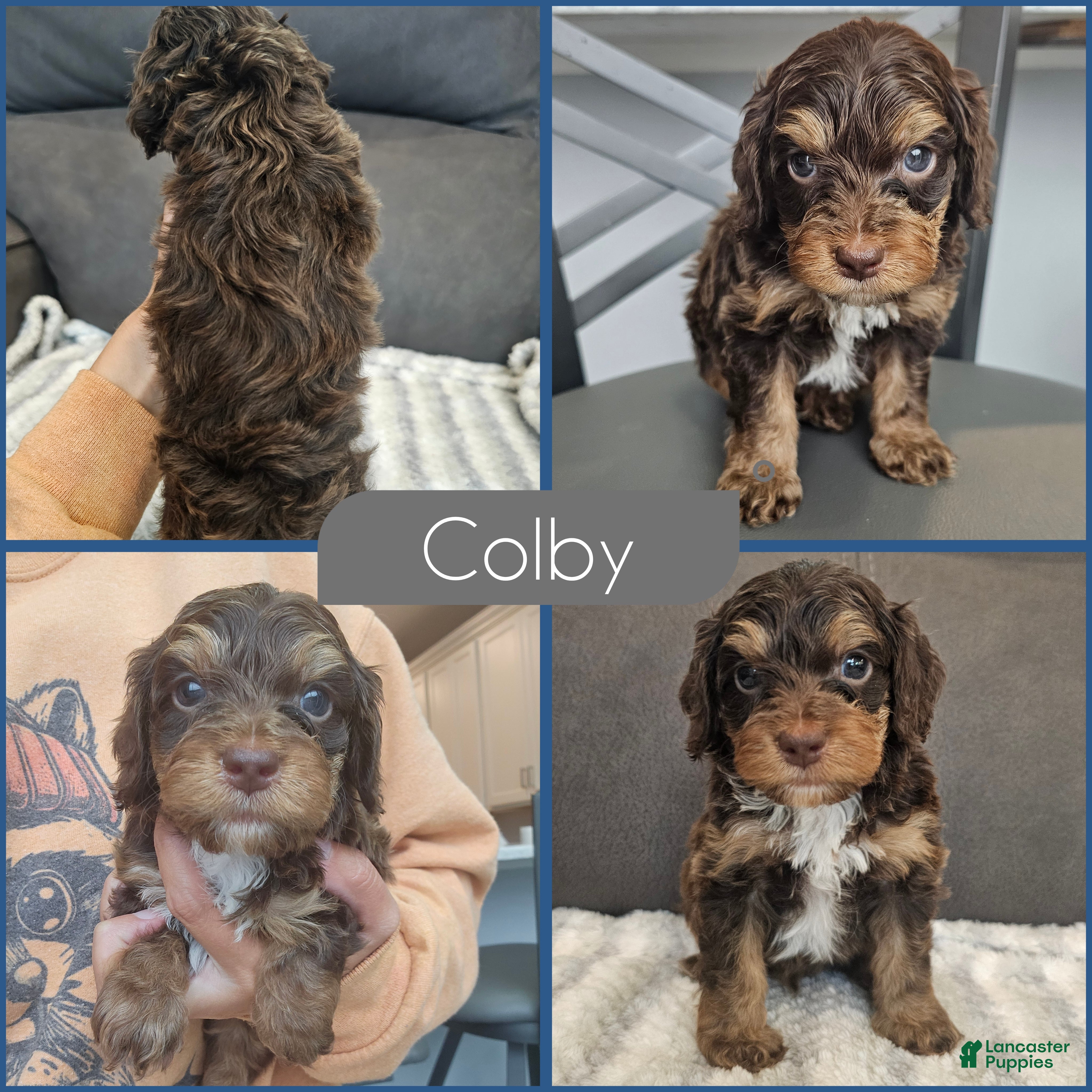 Cockapoo dogs Colby - Ad 1