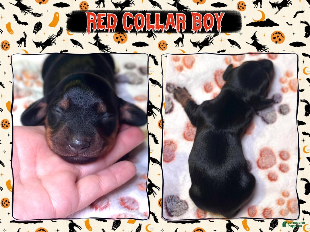 Miniature Dachshund dogs for sale: Red Collar Boy - Ad 4