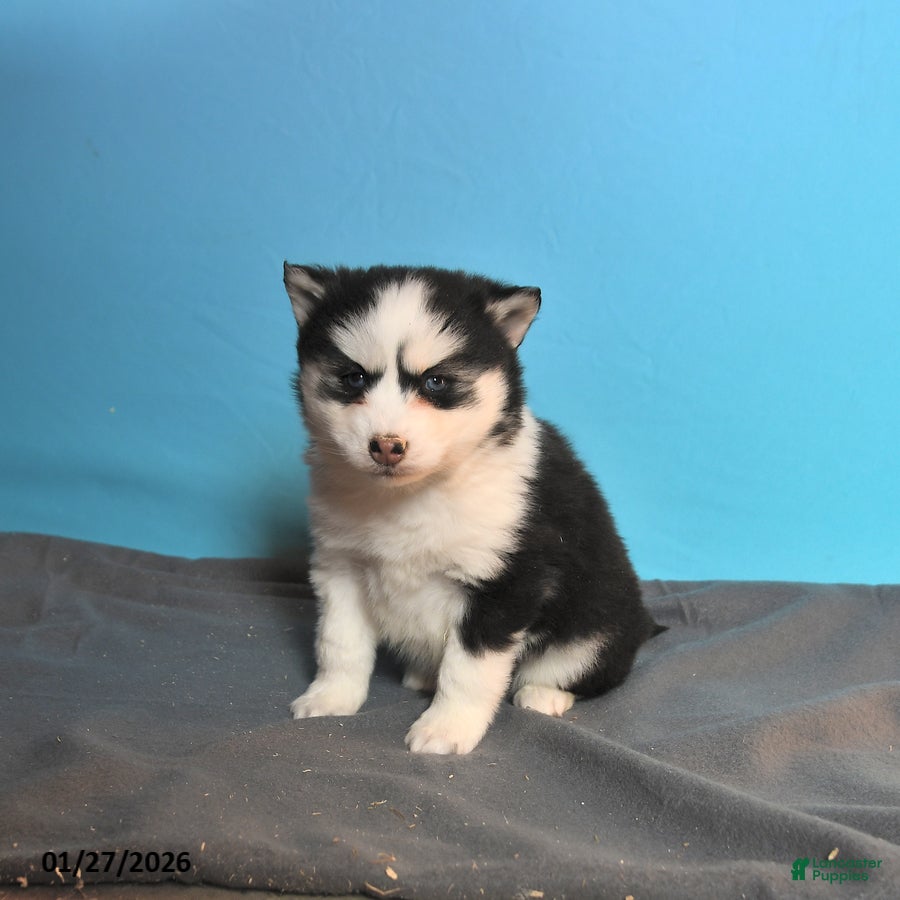 Pomsky dogs Daffodil - Ad 36