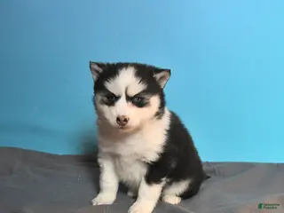 Pomsky dogs Daffodil - Ad 36