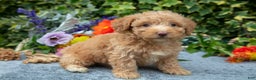 Miniature Poodle dogs for sale: Brownie - Ad 2