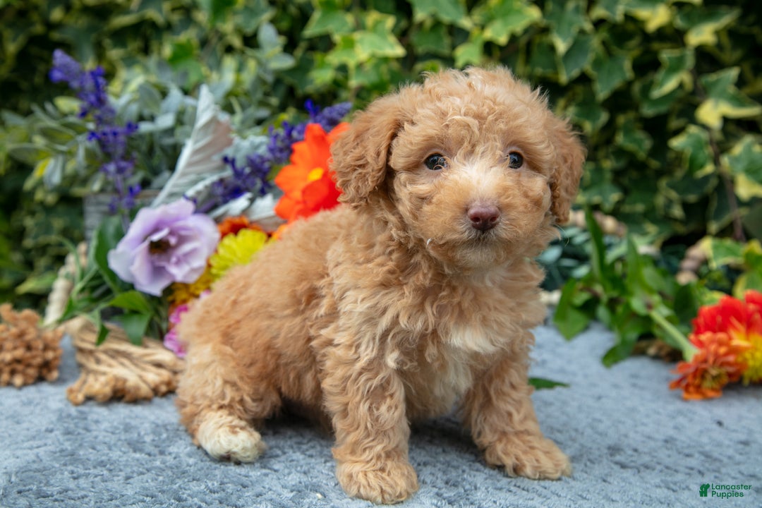 Miniature Poodle dogs for sale: Brownie - Ad 2