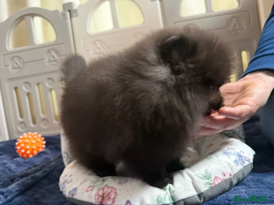 Pomeranian dogs for sale: Greg - Ad 24