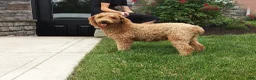 Miniature Poodle dogs for sale: Miniature Poodle 1 - Ad 5