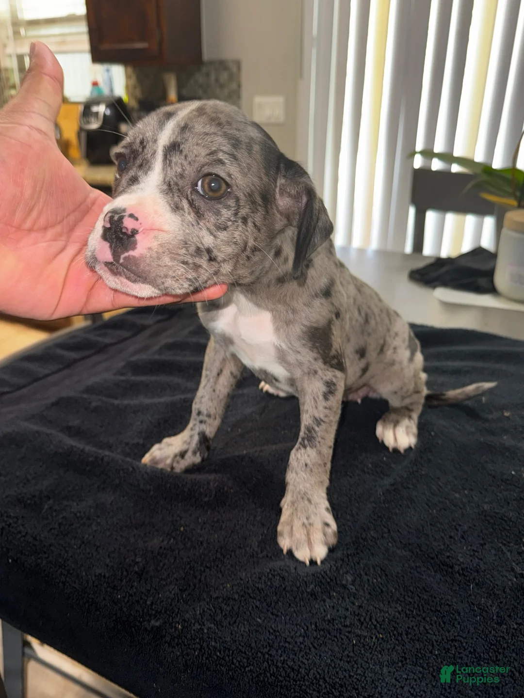 Mixed Breed dogs for sale: Merle 4 - Ad 1