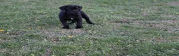 Cane Corso dogs for sale: Balinda - Ad 5