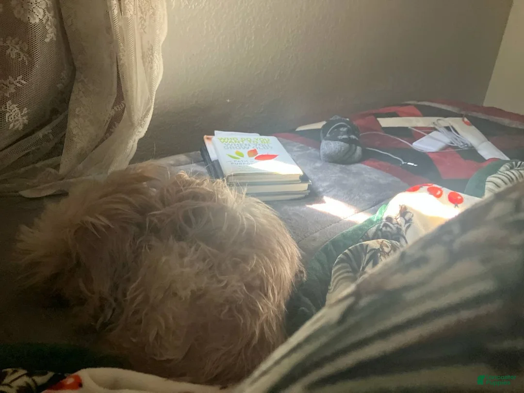 Yorkshire Terrier dogs for sale: Yorkshire Terrier Puppy 1 - Ad 2