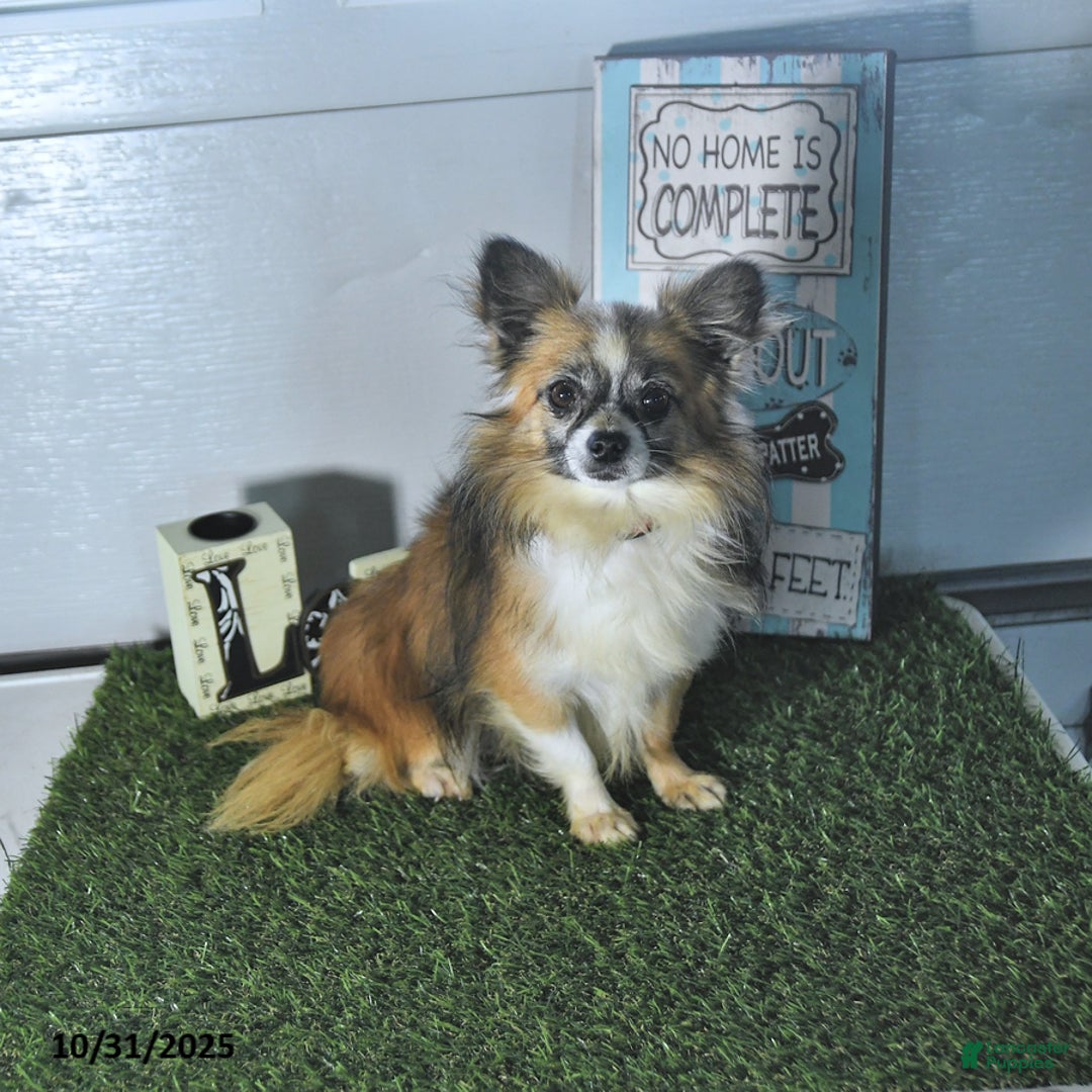 Chihuahua dogs for sale: Beau - Ad 17