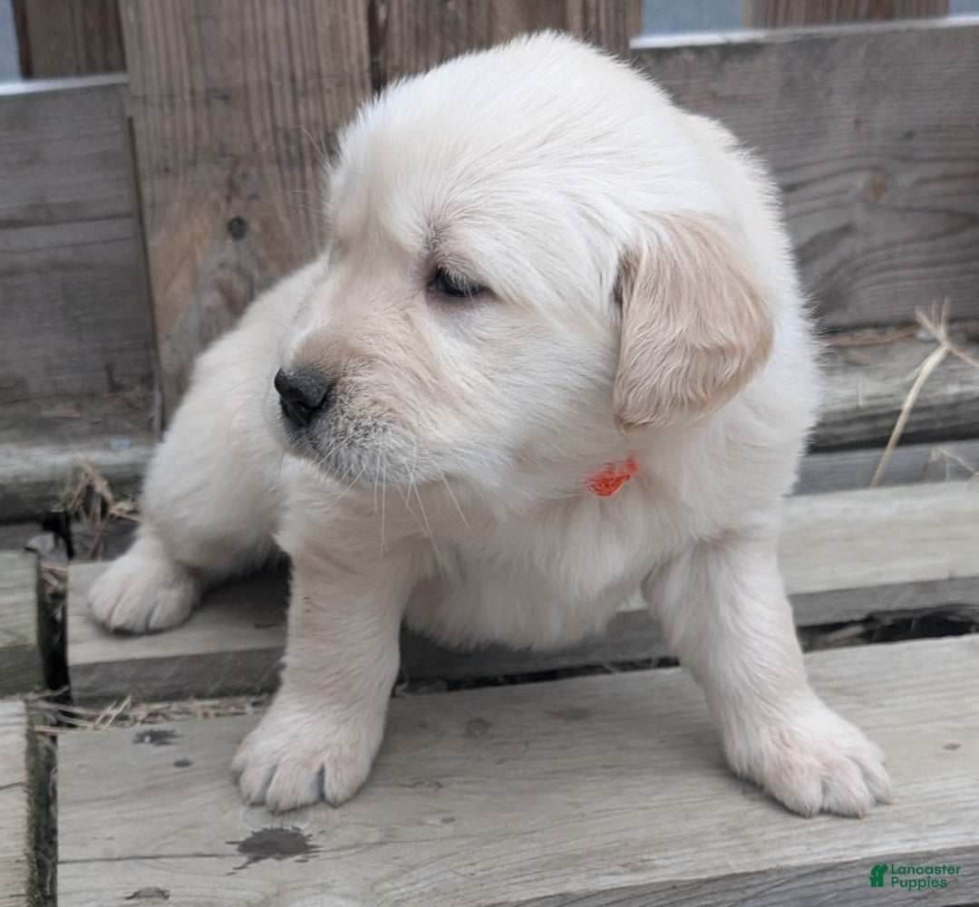 Golden Retriever dogs for sale: Luna - Ad 5