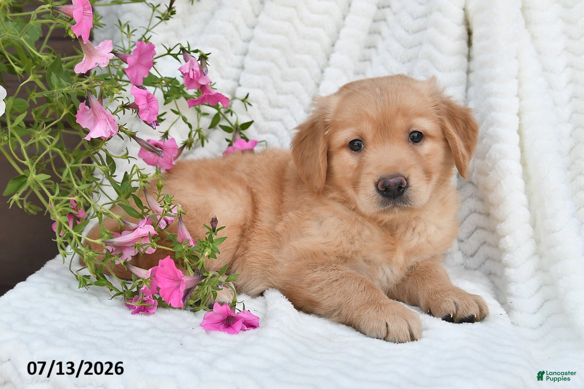 Golden Retriever dogs Callie - Ad 2