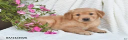 Golden Retriever dogs for sale: Callie - Ad 2