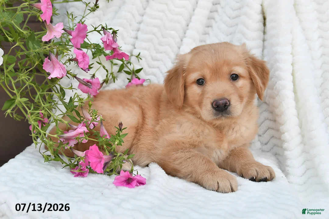 Golden Retriever dogs for sale: Callie - Ad 2
