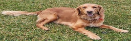 Golden Retriever dogs for sale: Randy - Ad 5