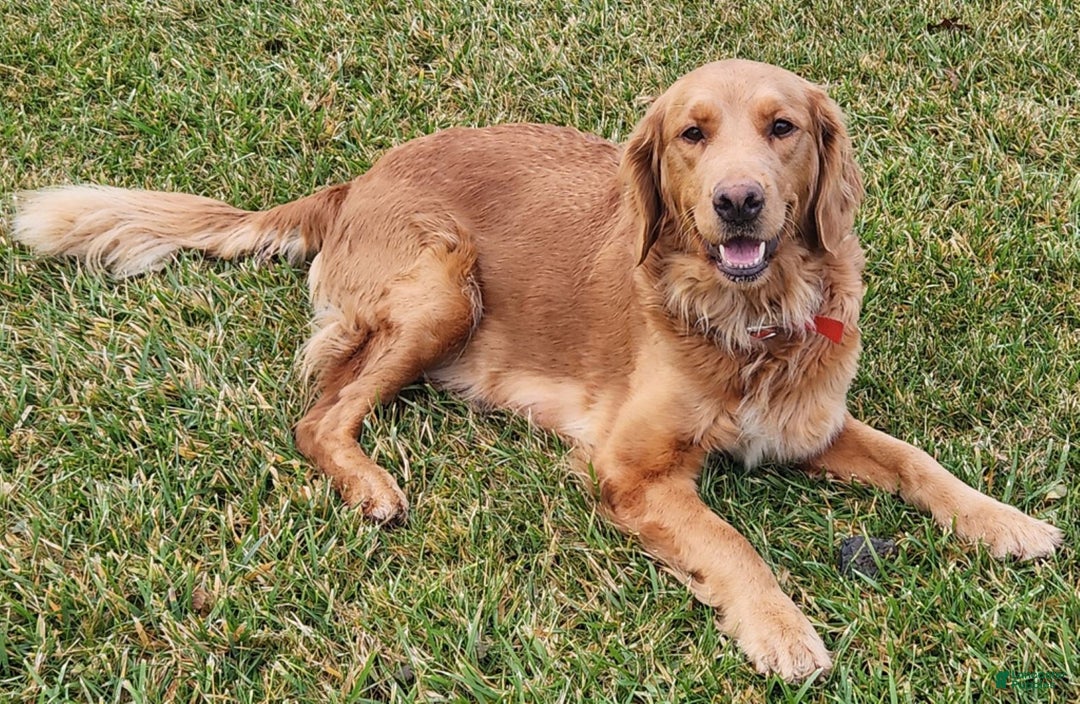 Golden Retriever dogs for sale: Randy - Ad 5