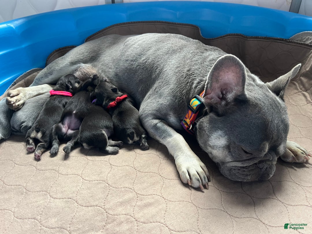 French Bulldog dogs for sale: French Bulldog Puppy 1 - Ad 8