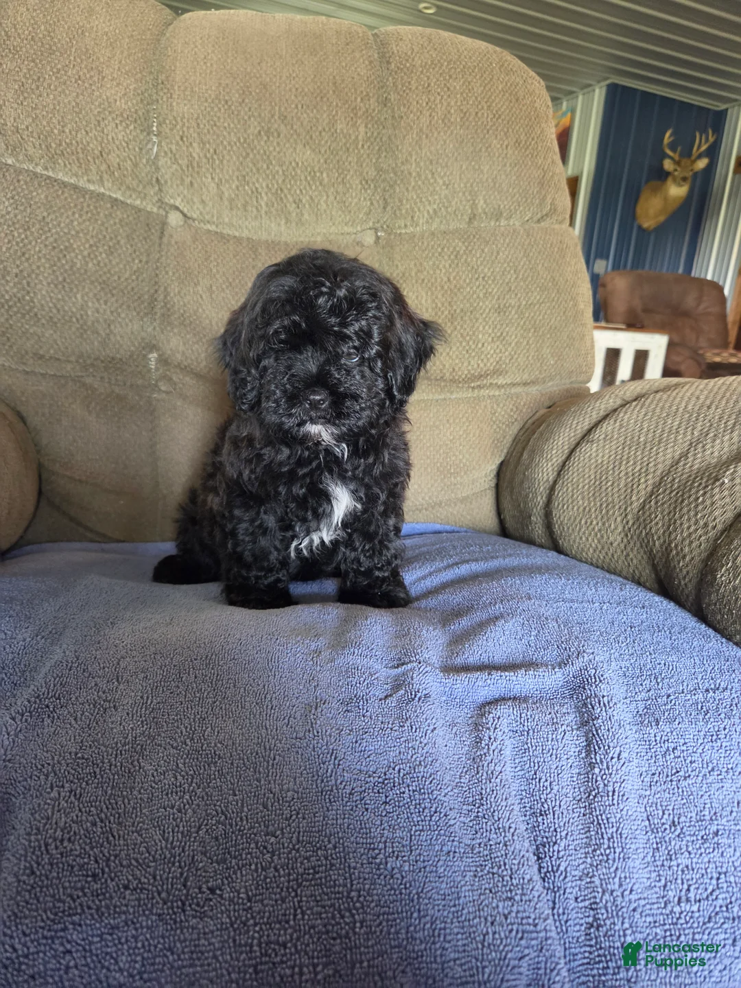 Shihpoo dogs for sale: Shihpoo Puppy 1 - Ad 1