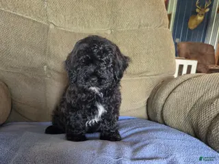 Shihpoo dogs Shihpoo Puppy 1 - Ad 7