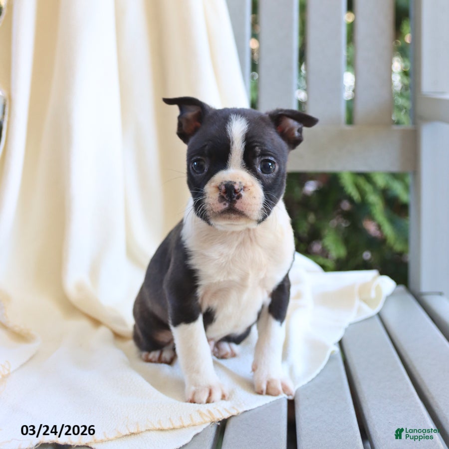 Boston Terrier dogs Charlie - Ad 2
