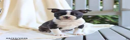 Boston Terrier dogs for sale: Charlie - Ad 2