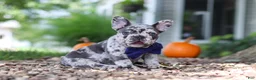 French Bulldog dogs for sale: Hayden - Ad 3