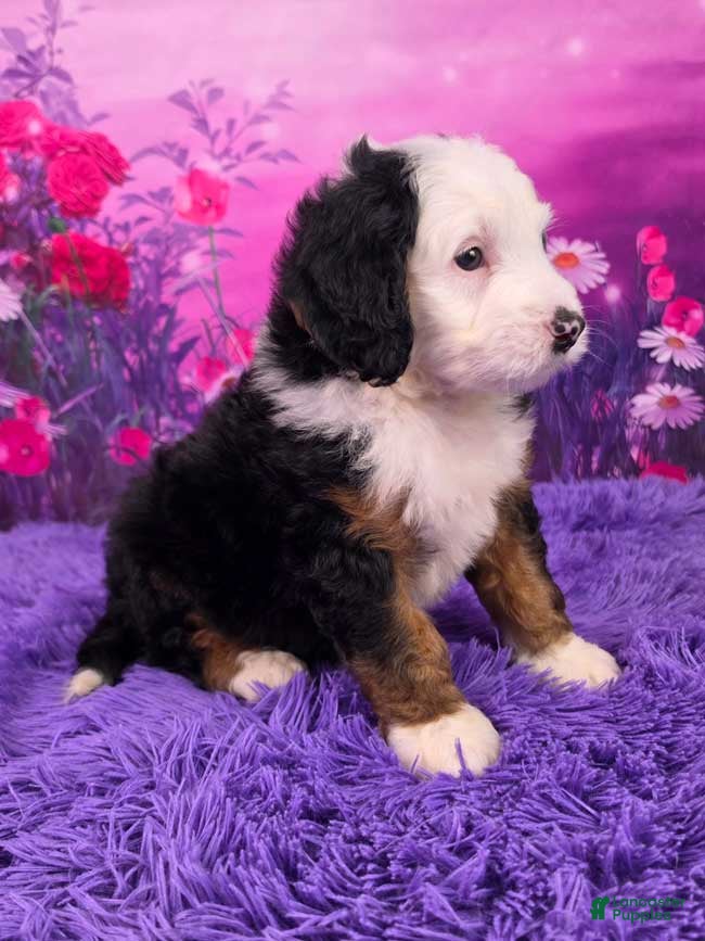 Mini Bernedoodle dogs Ziggy - Ad 2