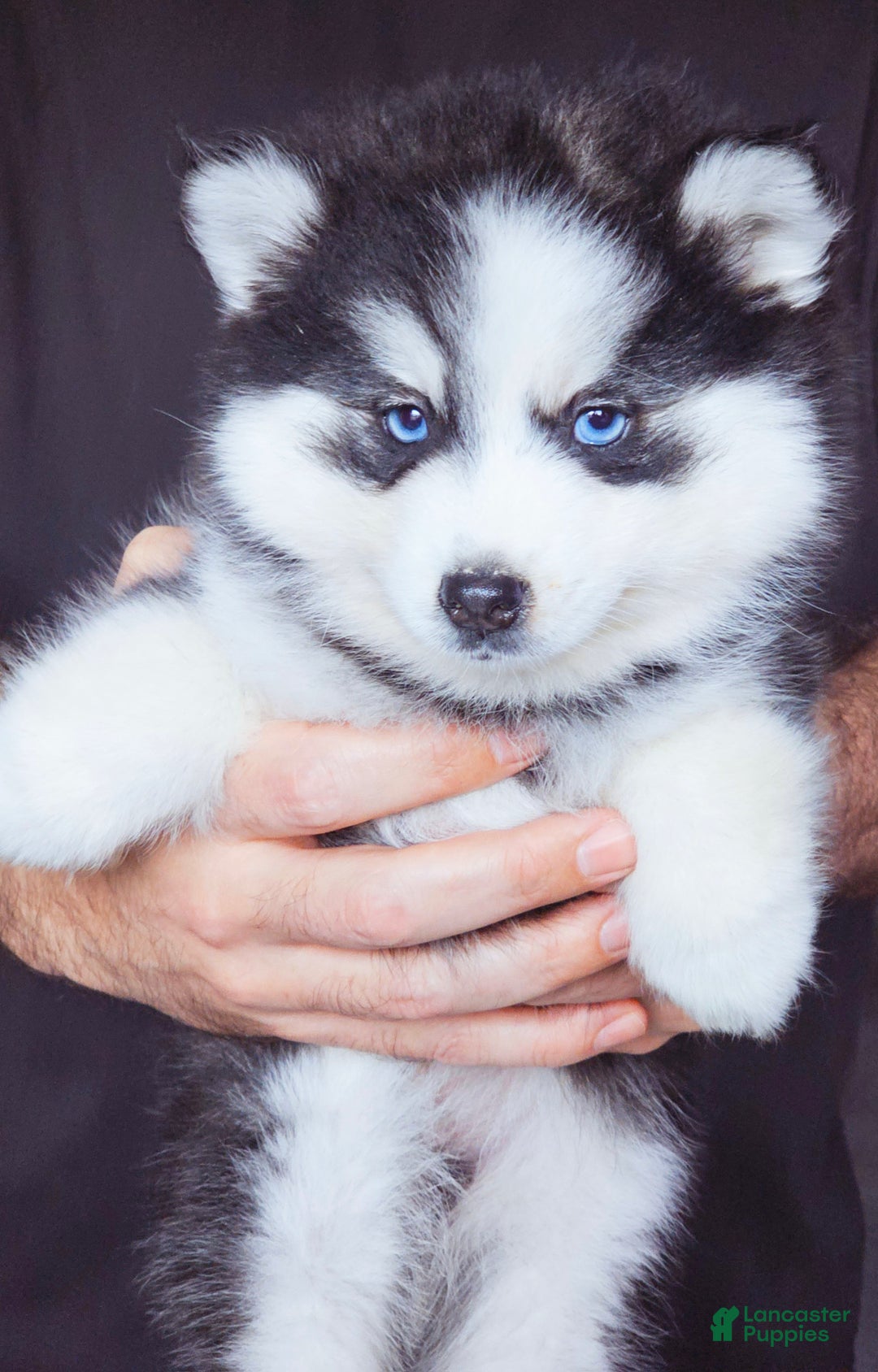 Pomsky dogs for sale: William - Ad 1