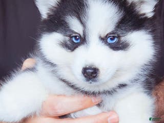 Pomsky dogs William - Ad 15