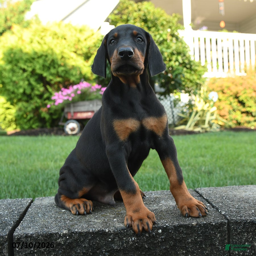 Doberman Pinscher dogs Ivan - Ad 2